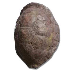 Great Turtle Shell