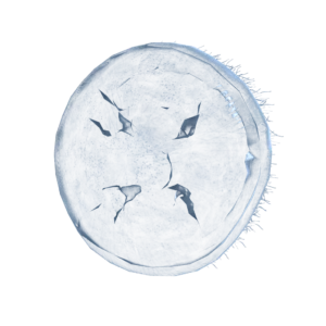 Jellyfish Shield