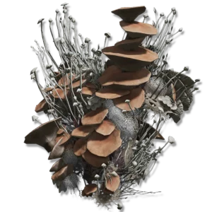 Mushroom Body