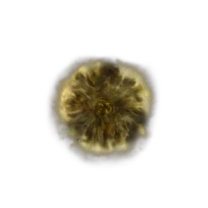 Golden Rune 13