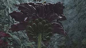 Miranda the Blighted Bloom