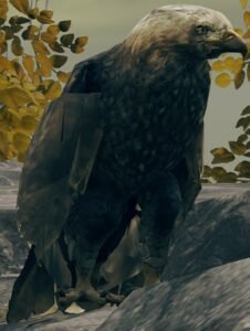 Eagle