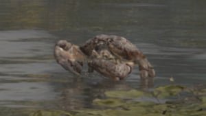 Crab