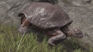 Turtle