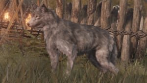 Wolf