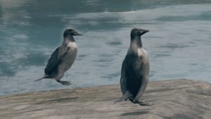 Guillemot