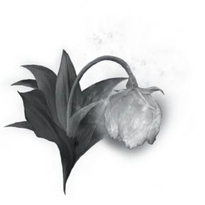 Great Grave Glovewort