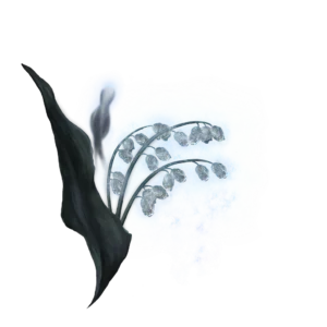 Ghost Glovewort 3