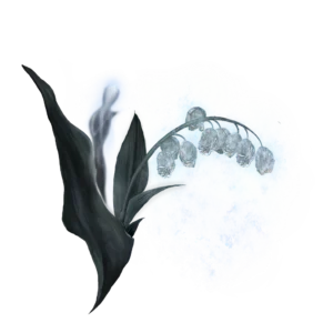 Ghost Glovewort 4