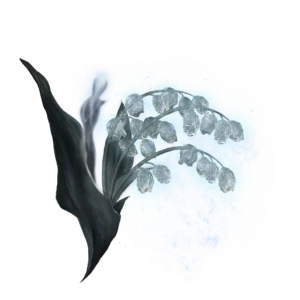 Ghost Glovewort 6