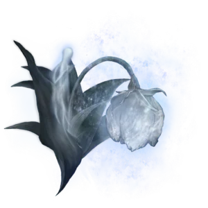 Great Ghost Glovewort