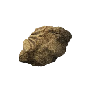 Ruin Fragment