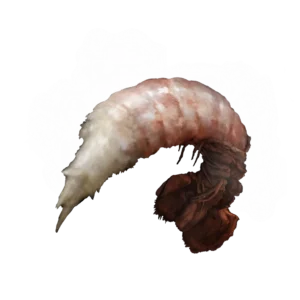 Boiled Prawn