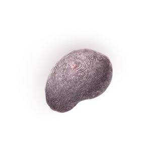 Fingerprint Nostrum