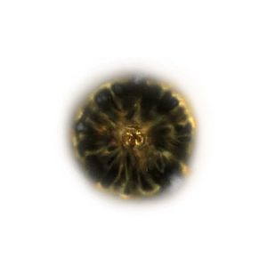 Shadow Realm Rune 3