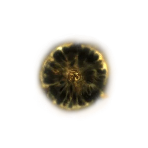 Shadow Realm Rune 4