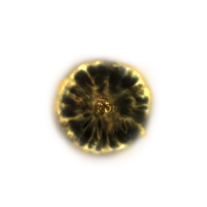 Shadow Realm Rune 5