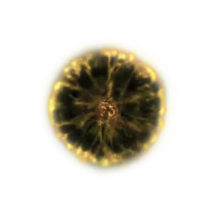 Shadow Realm Rune 6